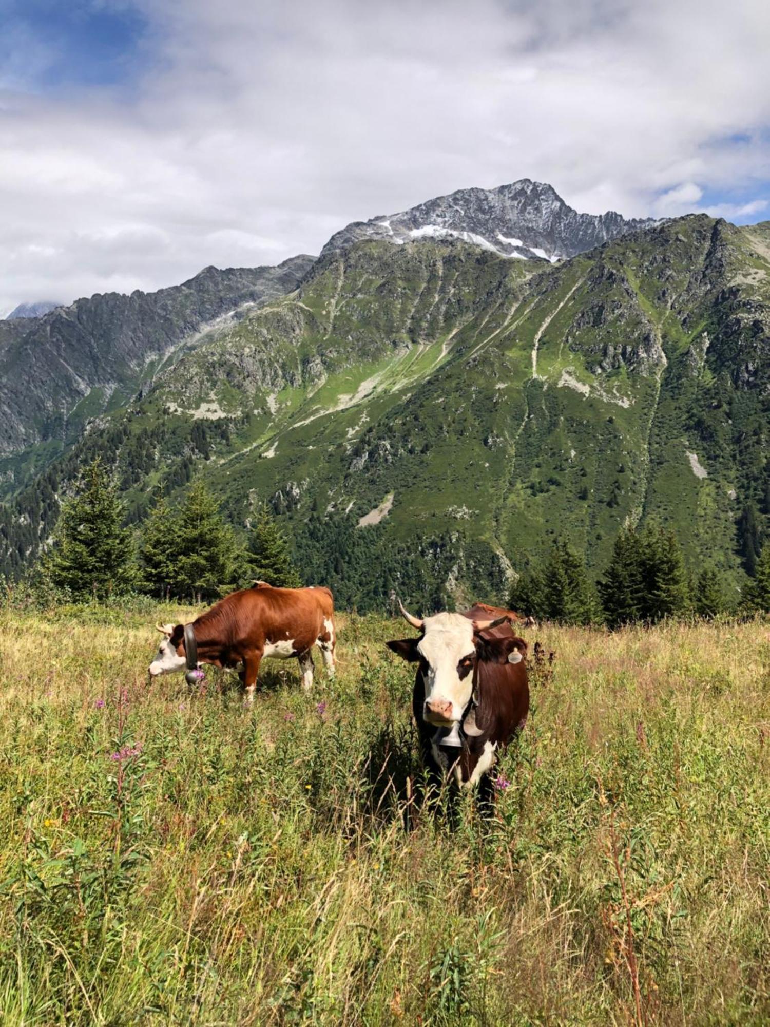 Chalet Riviere Du Bon Nant Location De 6 A 14 Personnes En Haute Savoie Saint-Gervais-les-Bains Luaran gambar